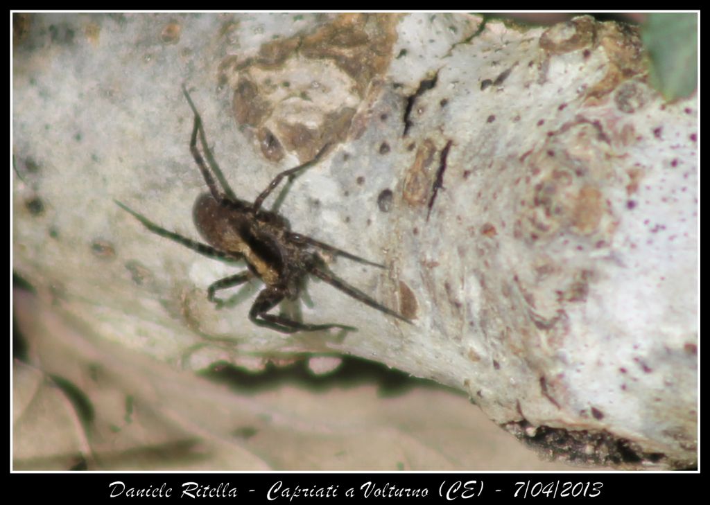 Pardosa sp. - Capriati a Volturno (CE)